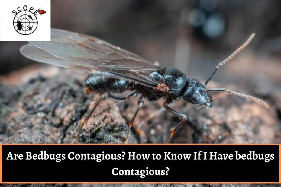 Are Bedbugs Contagious How to Know If I Have bedbugs Contagious