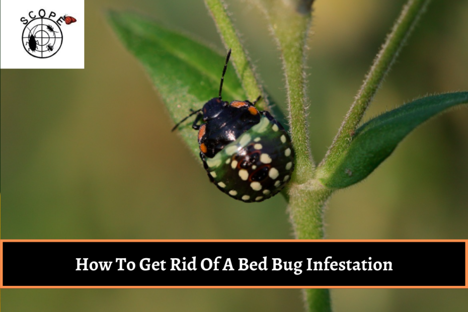 How To Get Rid Of A Bed Bug Infestation