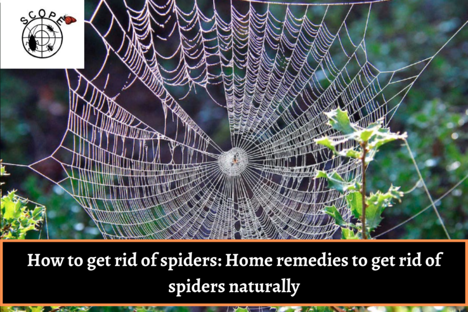 How to get rid of spiders Home remedies to get rid of spiders naturally