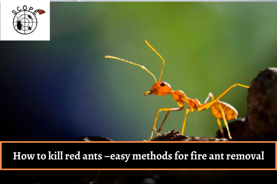 How to kill red ants –easy methods for fire ant removal