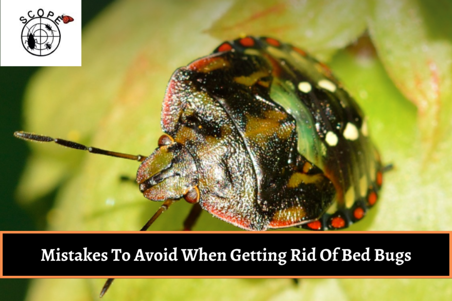 Mistakes To Avoid When Getting Rid Of Bed Bugs